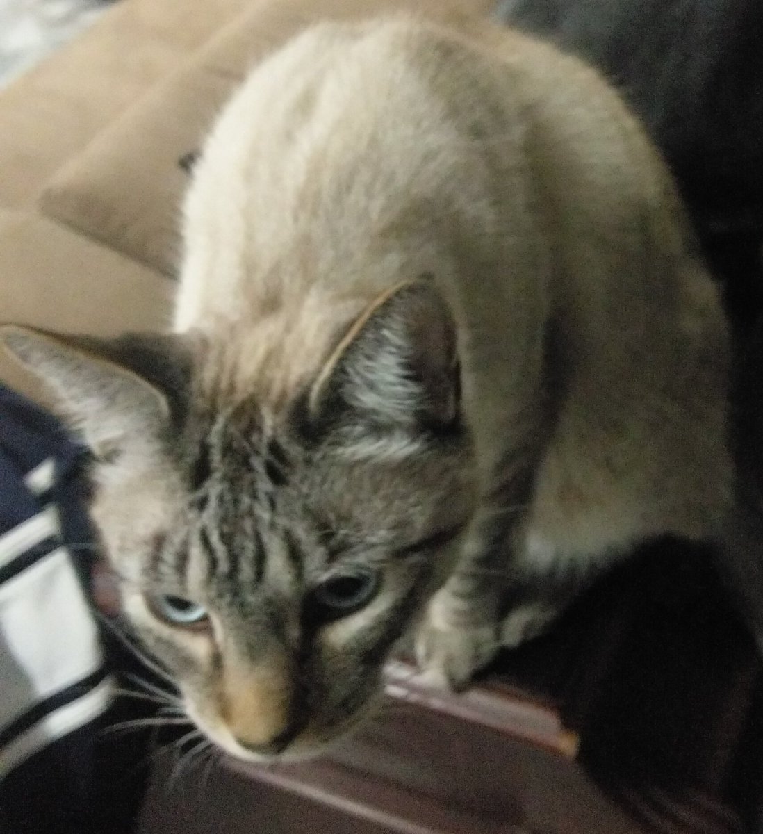 Suzu_LaPajarita's tweet photo. #gato2 https://t.co/HbWtkTGc6d