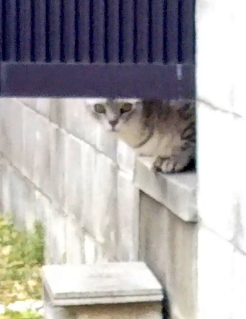 ネコと和解せよ 猫様のありがたいお言葉を伝える看板を集めた画像に信者が集う ﾈｺは心を見る Togetter