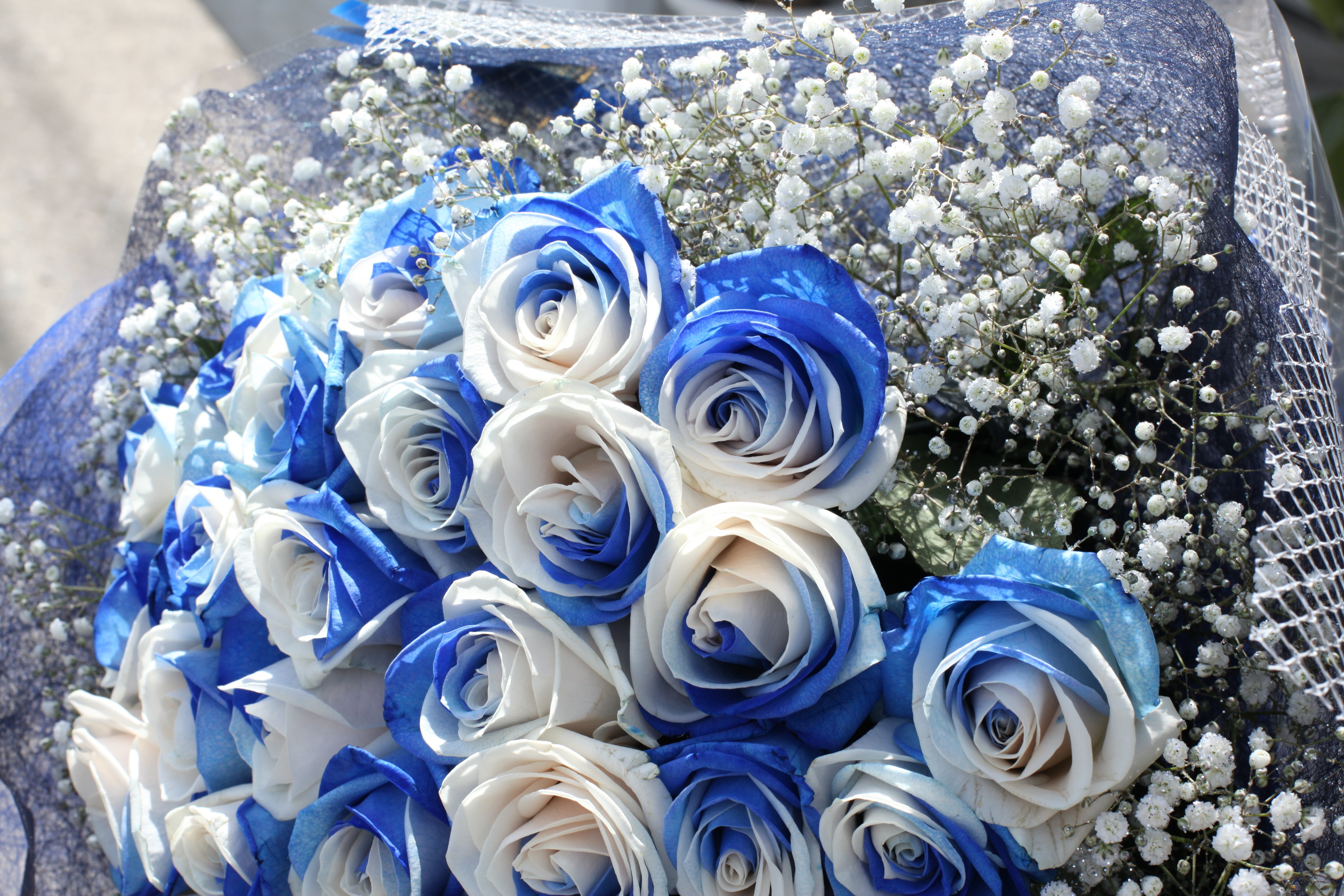 プリザーブドフラワー青と白の11 輪の薔薇にかすみ草とリボンを