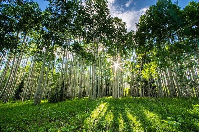 ottsworld's tweet photo. Colorado heaven. Rays of light through the aspens. ⠀
⠀
#aspentrees #thisisadventure #keblerpass #colorado #coloradogram #coloradolive #coloradolife #coloradoinstagram #coloradolove #coloradical #coloradophotography #crestedbutte #viewcolorado #treest… https://t.co/eJ7B9lY2Vb https://t.co/ONXGEGzNIG