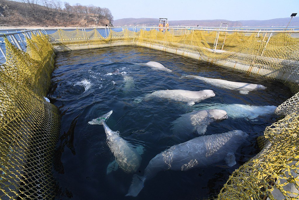 CGTNOfficial's tweet photo. Russia continues to release orcas from "whale jail" https://t.co/rZpfEukneW https://t.co/xyuGUTPLBB