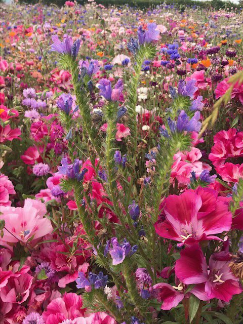CornishKennedy's tweet photo. Morning Earlybirds! How beautiful is this? It’s Pengover Green near Liskeard where the farmer has allowed part of his field to become this amazing meadow. Thanks to Anne Griffiths for the photos. Join me 0500 @BBCCornwall for more loveliness in the form of tunes and weather! https://t.co/kZFze4JoLs