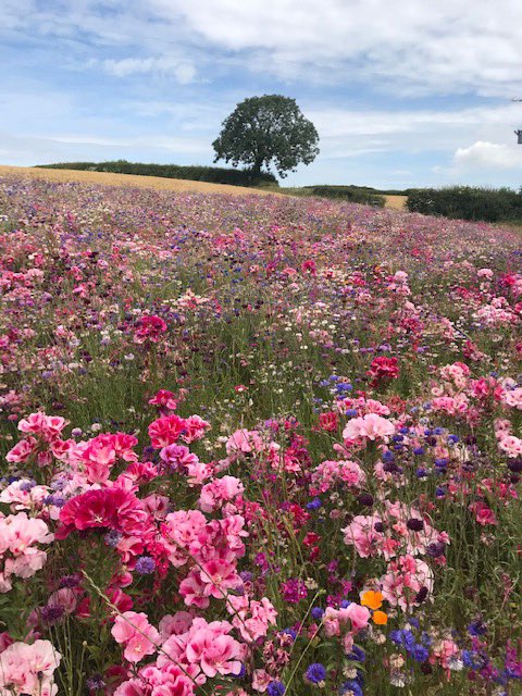 CornishKennedy's tweet photo. Morning Earlybirds! How beautiful is this? It’s Pengover Green near Liskeard where the farmer has allowed part of his field to become this amazing meadow. Thanks to Anne Griffiths for the photos. Join me 0500 @BBCCornwall for more loveliness in the form of tunes and weather! https://t.co/kZFze4JoLs