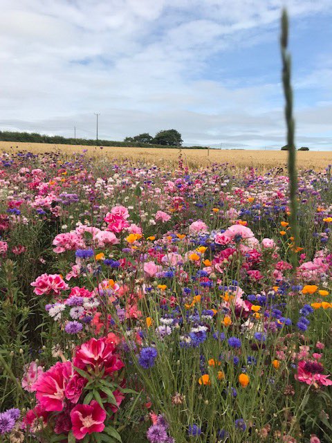CornishKennedy's tweet photo. Morning Earlybirds! How beautiful is this? It’s Pengover Green near Liskeard where the farmer has allowed part of his field to become this amazing meadow. Thanks to Anne Griffiths for the photos. Join me 0500 @BBCCornwall for more loveliness in the form of tunes and weather! https://t.co/kZFze4JoLs