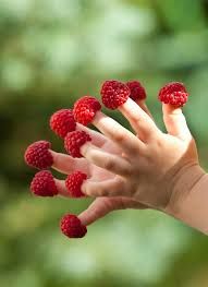 It's proven that life is better with raspberry fingers. Come get your locally grown, organic Raspberries from Fiona and Island Shire Farm.
#raspberryfingers #raspberries #organicallygrown #grownbyfiona #islandshirefarm #locallygrown
