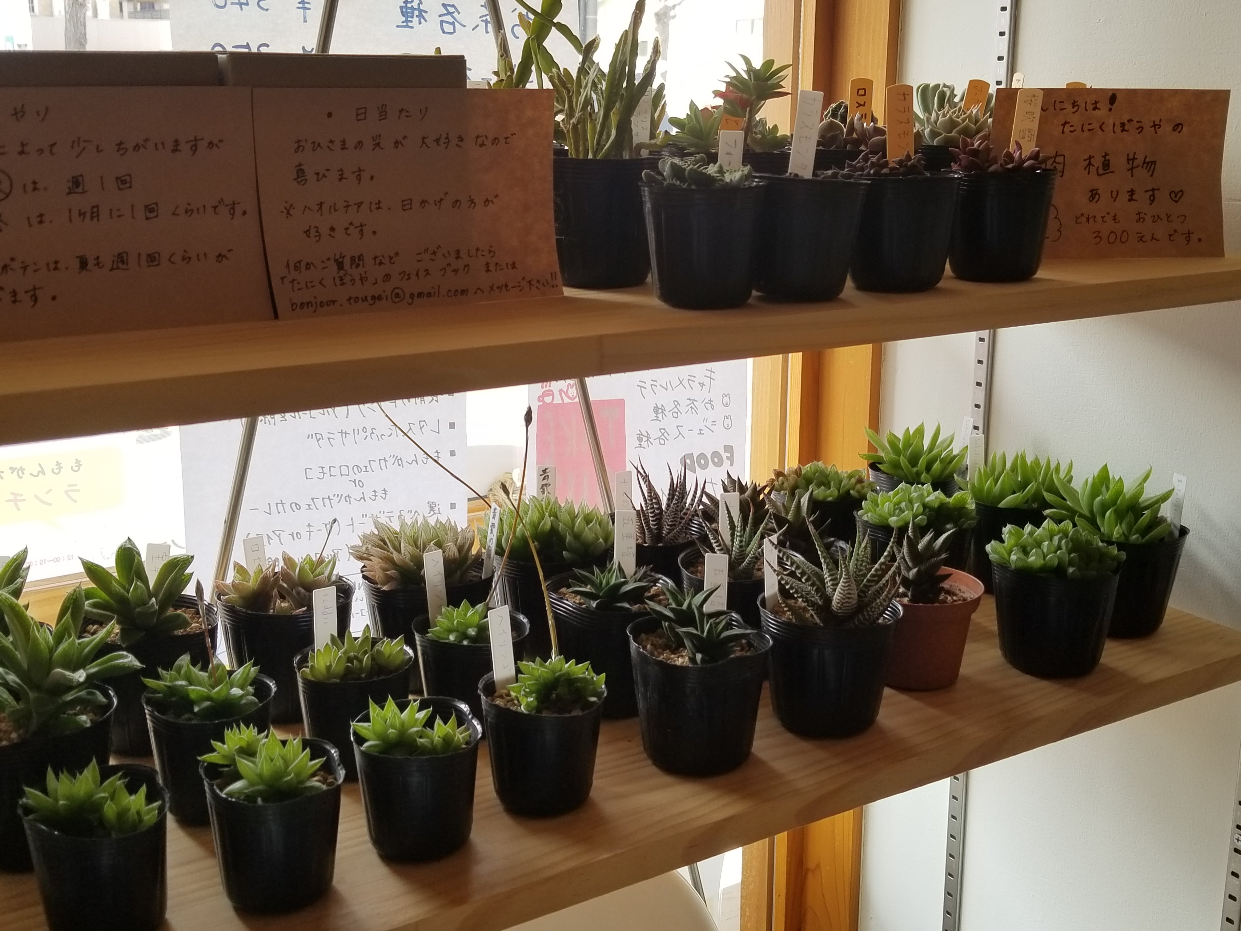 ももんがカフェ ロースタリー 人気 多肉植物 サボテン販売 お店では多肉植物の販売をしております おひとつ300円です 段々となくなってきているのと 成長しています お気軽に見にいらして下さい どれも表情が異なる植物たちです お求めの際はお