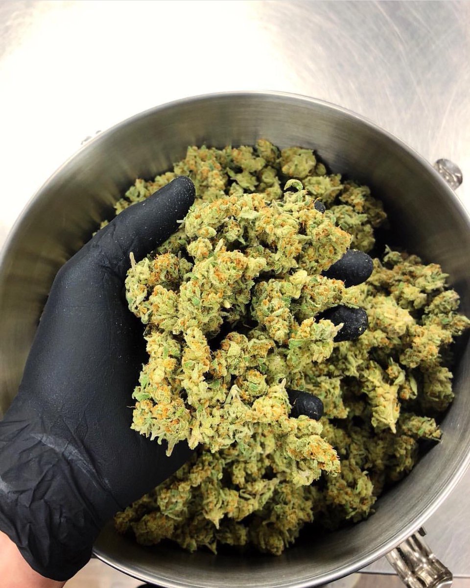 curry995's tweet photo. Can’t get enough 🤤🔥🍁#buds #ganja #ganjagirls #cannabis #blunt #dank #hemp #highlife #indica #sativa #growyourown #WakeNBake #kush #Weed #weedlife #marijuana https://t.co/ruRWjw02pH