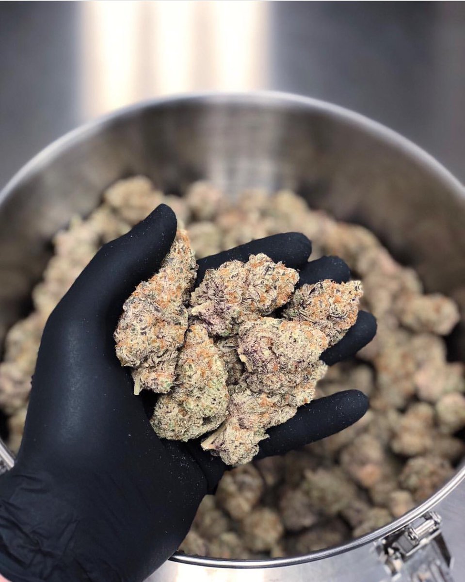 curry995's tweet photo. Can’t get enough 🤤🔥🍁#buds #ganja #ganjagirls #cannabis #blunt #dank #hemp #highlife #indica #sativa #growyourown #WakeNBake #kush #Weed #weedlife #marijuana https://t.co/ruRWjw02pH