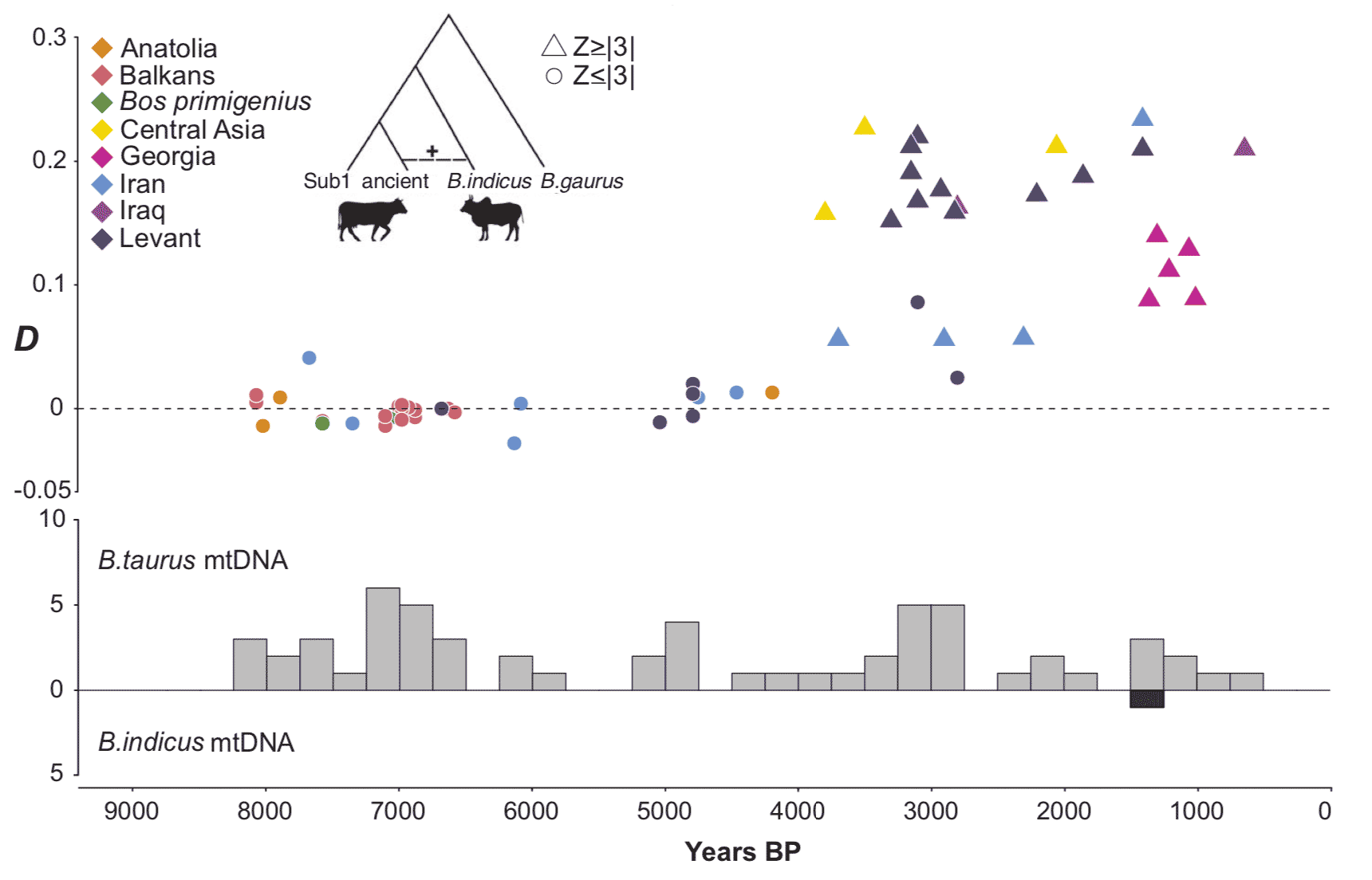 Illustration of the proportion of Zebu ancestry over time in domesticated cattle of Eurasia. From Verdugo et al. 2019