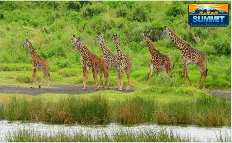 SummitTrailsAdv's tweet photo. #ArushaNationalPark has such a lot to offer and dazzles with a perfect mix of flora and fauna and diversified landscapes. 
visit a tour with us @
https://t.co/1S3WGL5nRi https://t.co/FfiOJj8Udj