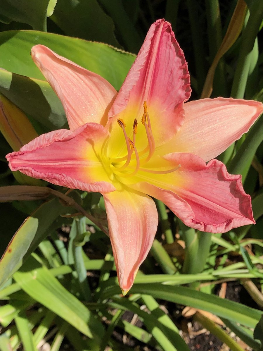 MyPhotoMyCamera's tweet photo. So natural colors, and so beautiful flowers!! Nothing like a nice shot!!! #meloncolor #Flowers #photography ๐ธ๐ธ๐ธ๐ธ๐๐ง๐๐๐ธ https://t.co/SpoMj4FsjW