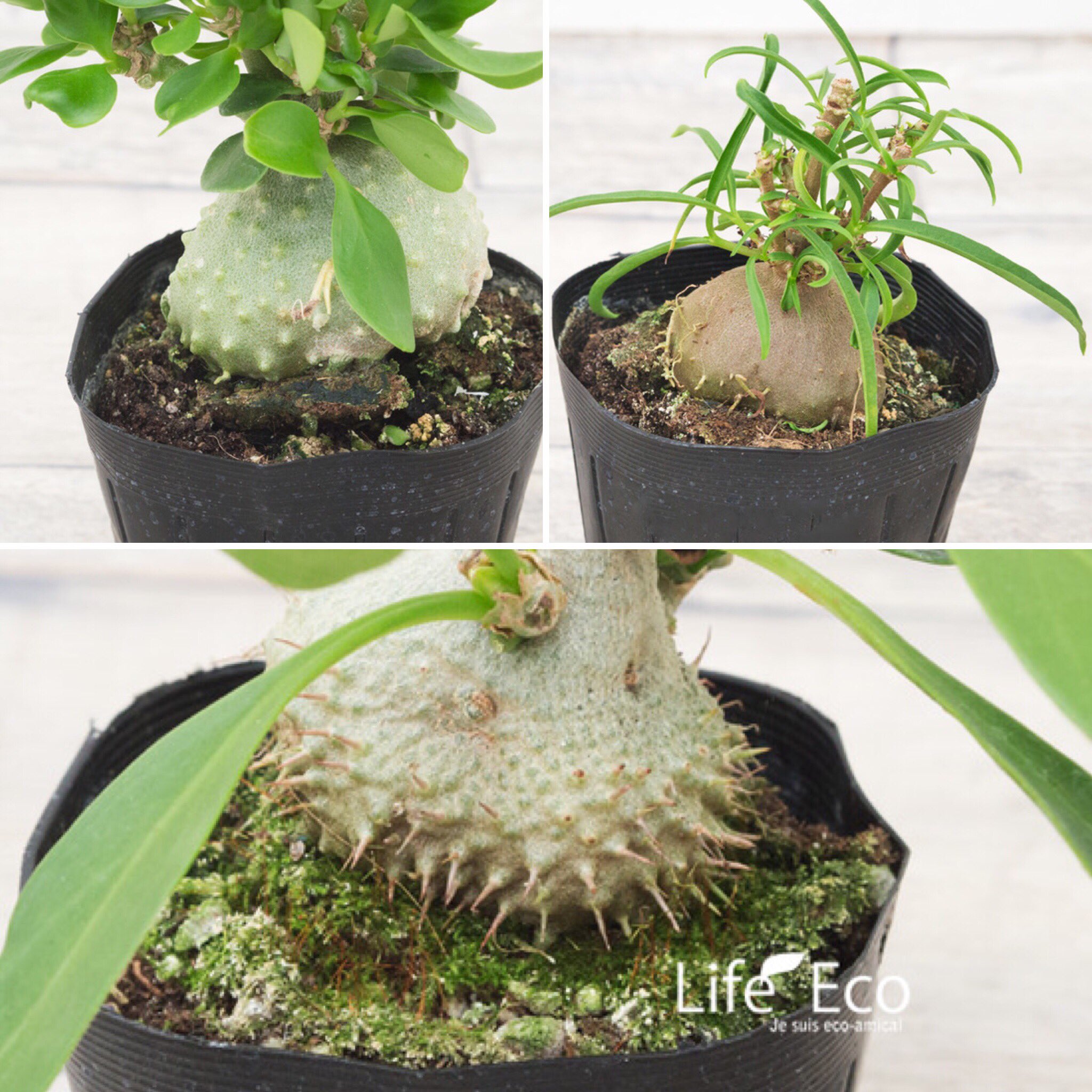 ライフ エコ 観葉植物 数量限定 アリ植物 蟻の巣玉 3寸 T Co Cs1miykviu 観葉植物 アリ植物 蟻植物 アリの巣玉 蟻の巣玉 アリノスダマ インテリアグリーン オニヅカ エコマルシェオニヅカ レア植物 めずらしい植物 ライフエコ