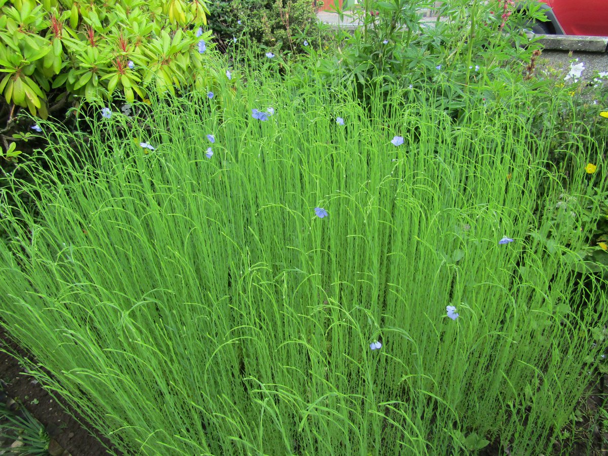 RichardOnRNA's tweet photo. The first flowers are appearing on my flax. This is my little experiment to grow and process flax in Arbroath as they did in the past. #flax, #Linen, #Arbroath, #History #PracticalHistory https://t.co/9UJ1nHtcnO