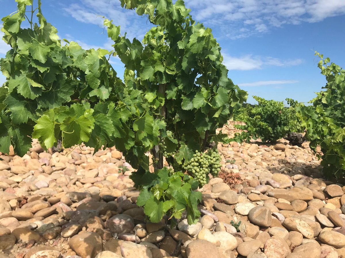 Protégée par son feuillage abondant et la culture en gobelet, hydratée par l’eau retenue sous les galets roulés qu’elle va chercher jusqu’à 12 m de profondeur , à CHATEAUNEUF la vigne supporte mieux la canicule ⁦<a href="/TerredeVins/">Terre de Vins</a>⁩ ⁦<a href="/AdVini_/">AdVini</a>⁩ #Ogier