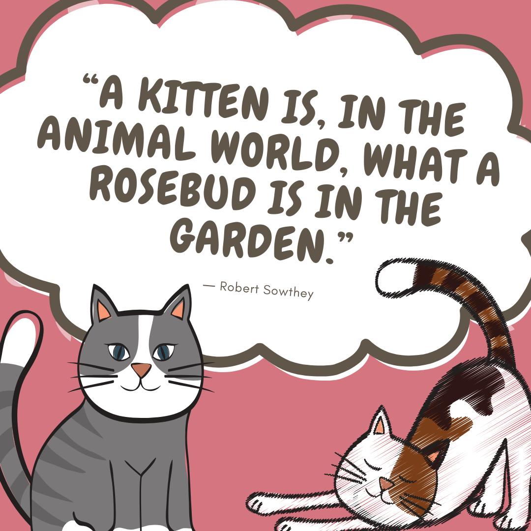 A Kitten Is In The Animal World What A Rosebud Is In The Garden