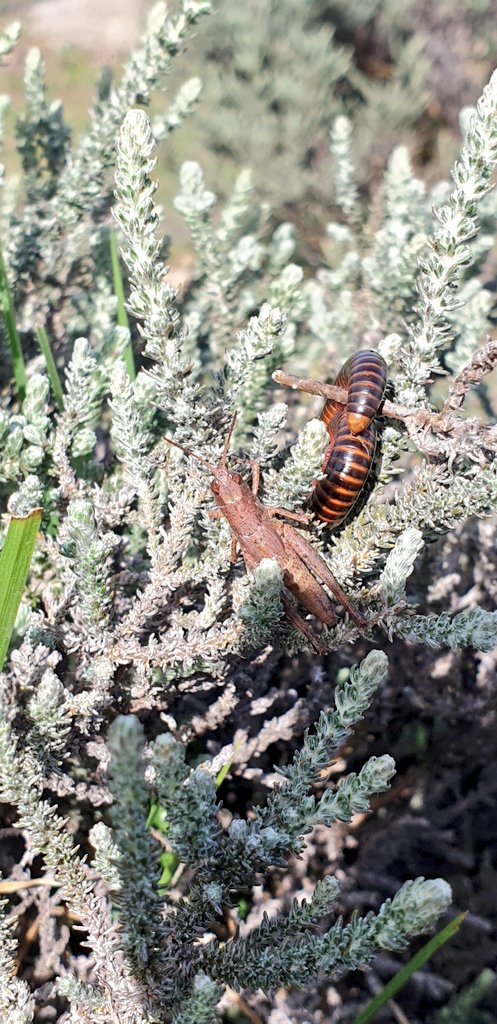 These two were hanging out.