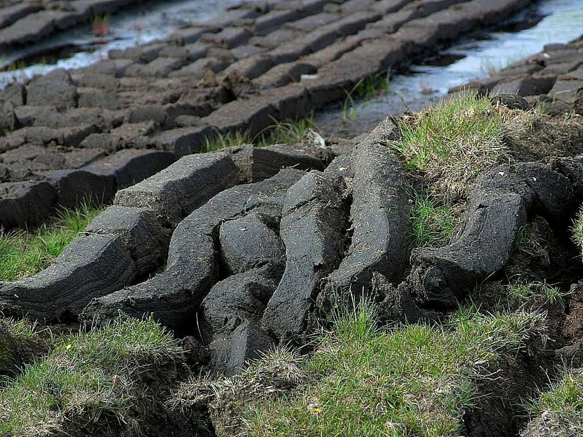 UiskiBarrel's tweet photo. It isn’t for everyone, but if you do like peat in your whisky you may be wondering where it comes from
https://t.co/00Um8pojd3
@UiskiBarrel 

#uiskibarrel #peat #barley #whisky #whiskey 
#malting #maltedbarley #oakbarrels #fermentation #distillery https://t.co/t75q9ducC8