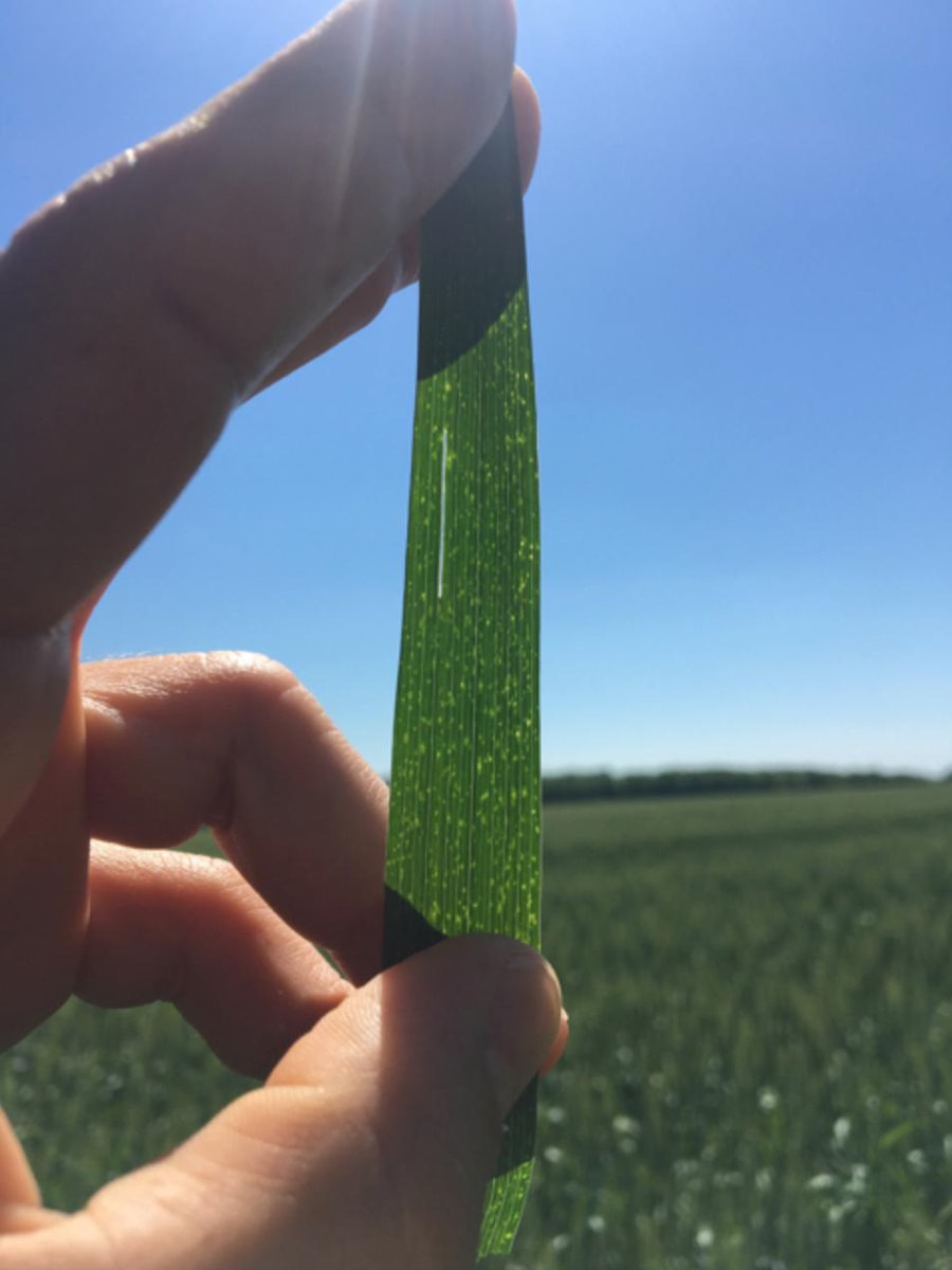 RefinitivAgri's tweet photo. @USDA reports expected Russian wheat output at 74MMT much closer to what @RefinitivAgri team had analyzed at around 71.7MMT few weeks ago. 
Learn more about our #AI based yield modelling and crop tours in #Eikon today: https://t.co/ijJXi4zSBy https://t.co/gMNoa4H1Vu