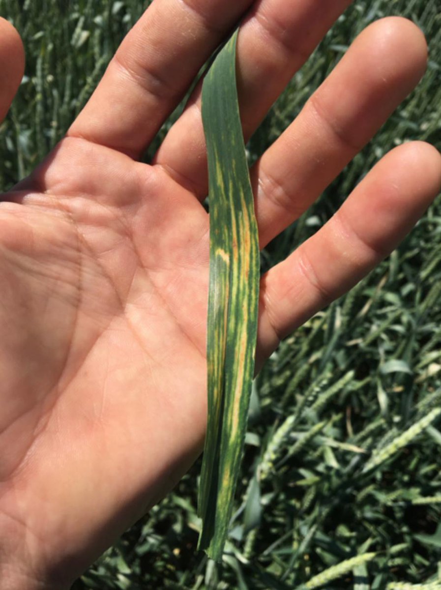 RefinitivAgri's tweet photo. @USDA reports expected Russian wheat output at 74MMT much closer to what @RefinitivAgri team had analyzed at around 71.7MMT few weeks ago. 
Learn more about our #AI based yield modelling and crop tours in #Eikon today: https://t.co/ijJXi4zSBy https://t.co/gMNoa4H1Vu
