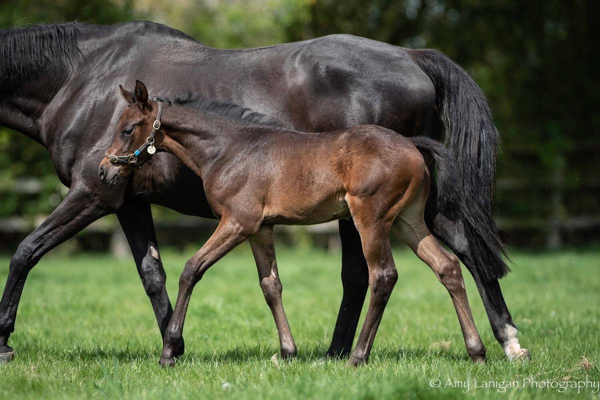 NatStudStallion's tweet image. TIME TEST left today to return to his brilliant Southern Hemisphere home @littleavondale in New Zealand! 

We wish them the best of luck and we can&apos;t wait to see his Southern Hemisphere foals soon, we are sure they will be as nice as this bunch!#firstfoals #passingthetest