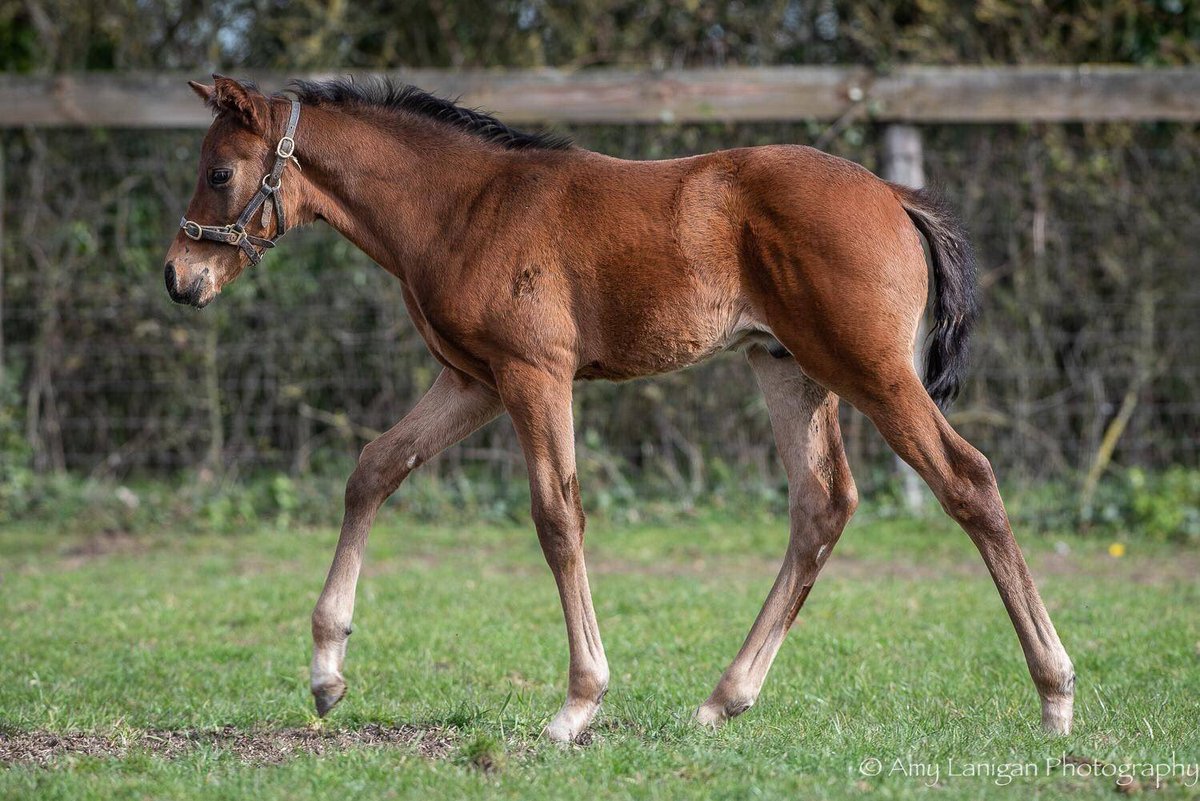 NatStudStallion's tweet image. TIME TEST left today to return to his brilliant Southern Hemisphere home @littleavondale in New Zealand! 

We wish them the best of luck and we can&apos;t wait to see his Southern Hemisphere foals soon, we are sure they will be as nice as this bunch!#firstfoals #passingthetest