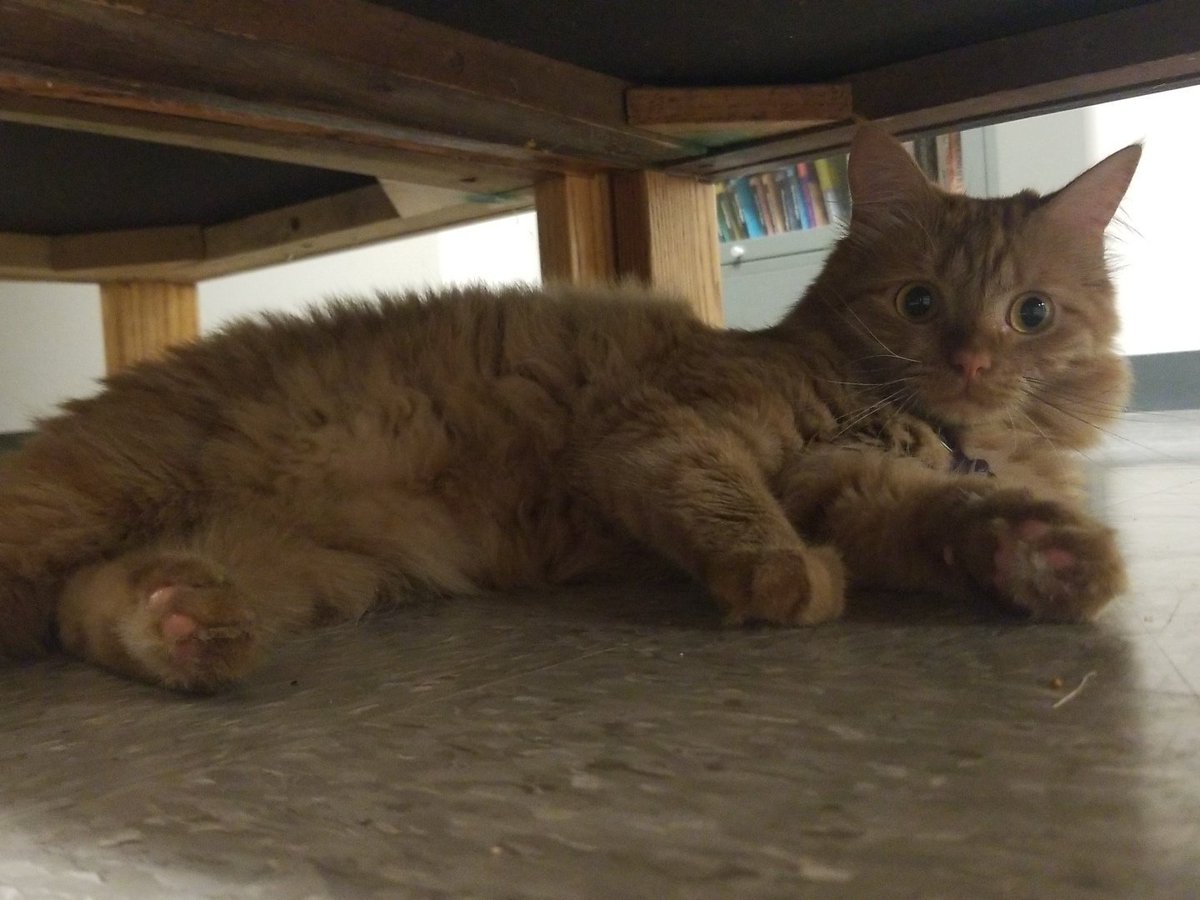 snapsthecat's tweet photo. I luv layin under chairs ♥️ https://t.co/7B5UcXy4nK