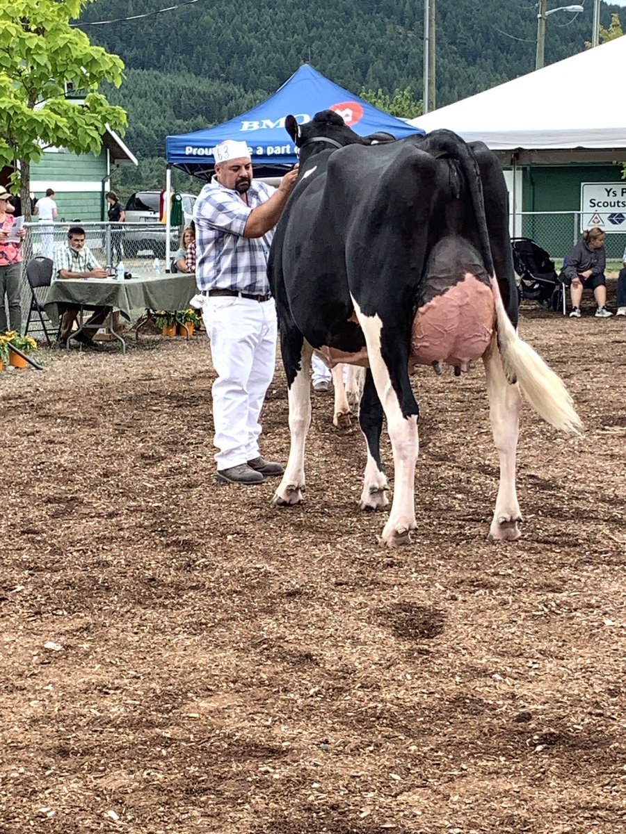 We enjoyed exhibiting at the Vancouver island Holstein show today. The cows and hospitality were impressive!
Bradner-4G Durko Geo - 1st Jr 2
Bradner Goldsun Wilhelmina 5 Sr 3