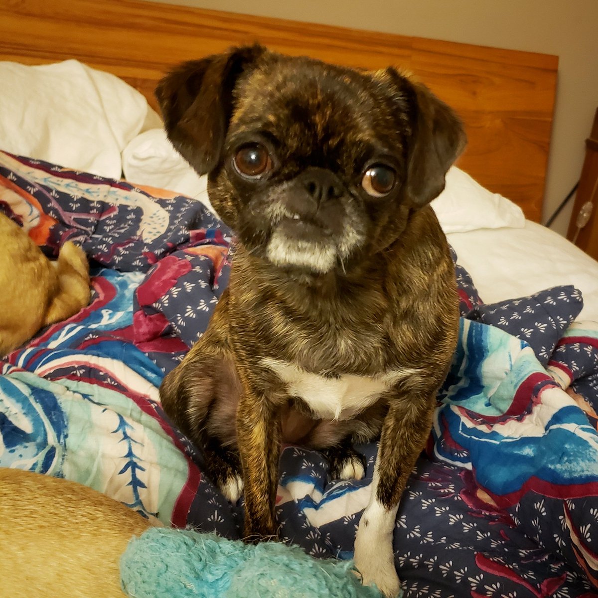 funaek's tweet photo. Pretending like she wasn't harassing her sisters just seconds earlier. #monkadoodledoo #bedpug #pullupyoursockmonkey https://t.co/aw5HltsUT4