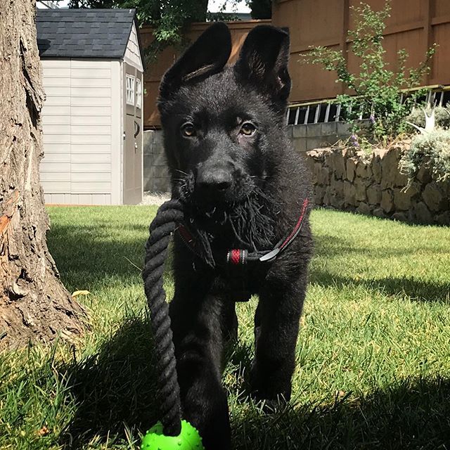 Spending all our free time with this guy.