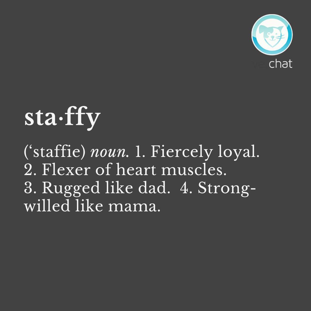 Who does your staffy take after? Mum or dad? Tag a #staffy or staffie x parent or lover below 🐾 #dog