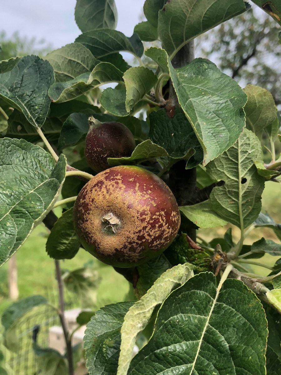 StComOrchard's tweet photo. Some of our heritage #Sussex #apples developing nicely. You won’t find those shapes/colours in a shop! https://t.co/t08lVS3QKY