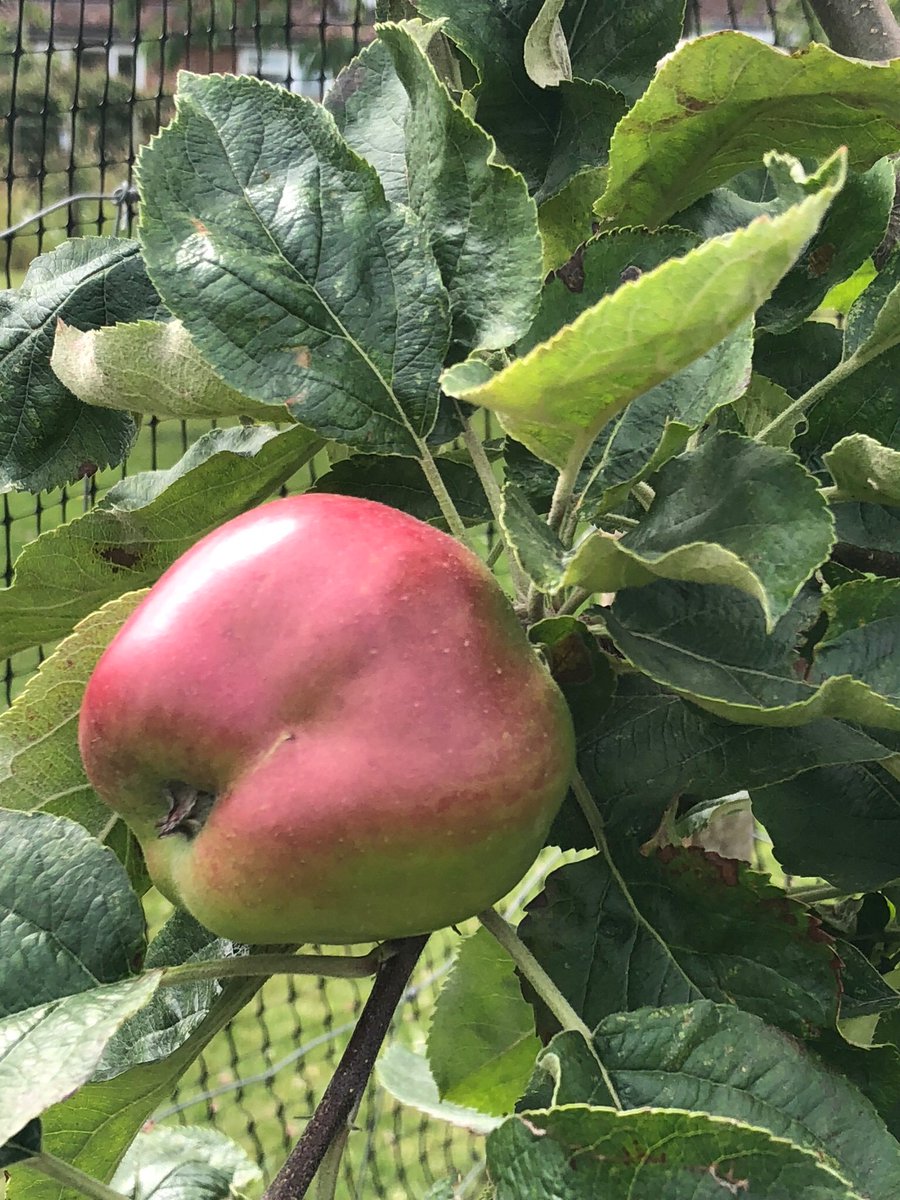 StComOrchard's tweet photo. Some of our heritage #Sussex #apples developing nicely. You won’t find those shapes/colours in a shop! https://t.co/t08lVS3QKY