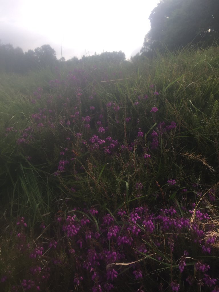 c_holty's tweet photo. Happy Friday from the Heathland Golf Course which is Holtye G.C 👍 https://t.co/ED2YDwomEg