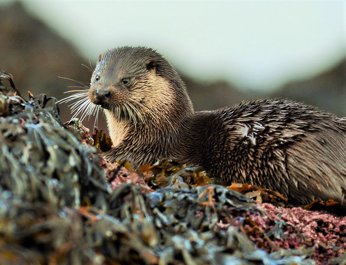 Skye High Wildlfe tweet media