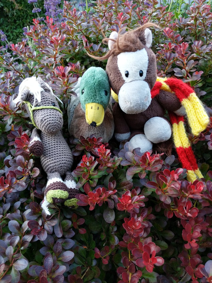 Yesterday was a quiet day, so @ReisePferdich and Zuppi helped with a spot of gardening, when we weren't having a rest in the sunshine 😊