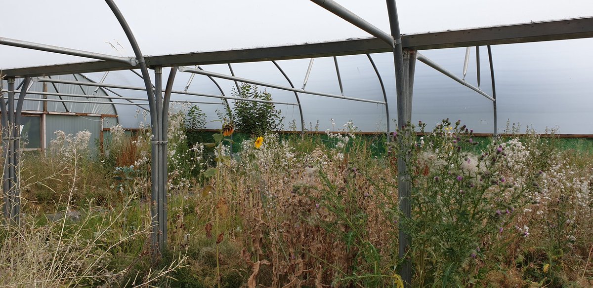 HattersleyComm1's tweet photo. We are looking for any green fingered volunteers to come along and help clear the growing plots in preparation for our opening. If you are free on 31st july please come along https://t.co/ctGKavyGNu