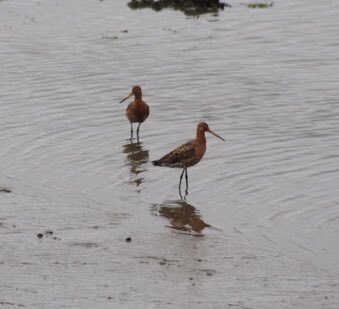 Susan Mackay tweet media