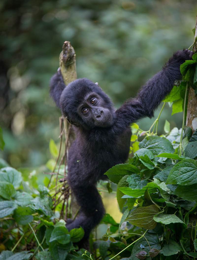 BrettHorley's tweet photo. New BHS products launched; our upcoming trips; and our guests' African adventures happening right now. - https://t.co/HkQvoW7qzT https://t.co/wpsQe5Kko5