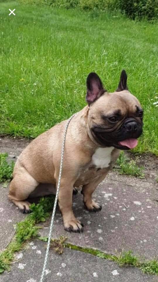 Phoenixfbrescue's tweet photo. 🙏🏻🙏🏻PLEASE SHARE🙏🏻🙏🏻

@Phoenixfbrescue Axinite needs your help! He has a spinal issue &amp; requires a lumpectomy. For this to happen we need to raise £800 NOW!  All donations, large or small, gratefully recieved ➡️ https://t.co/fVHZc7DE1C https://t.co/7hdfD5y6cr