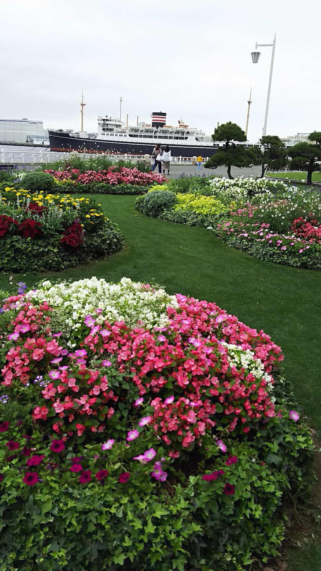 ガーデンネックレス横浜公式 山下公園 の赤い靴花壇では さわやかな色のブルーサルビアや 風が吹くと蝶が舞っているように見えるガウラ 白蝶草 など 夏の花が見ごろを迎えています 氷川丸をバックに写真を撮ってみませんか ガーデンネックレス横浜