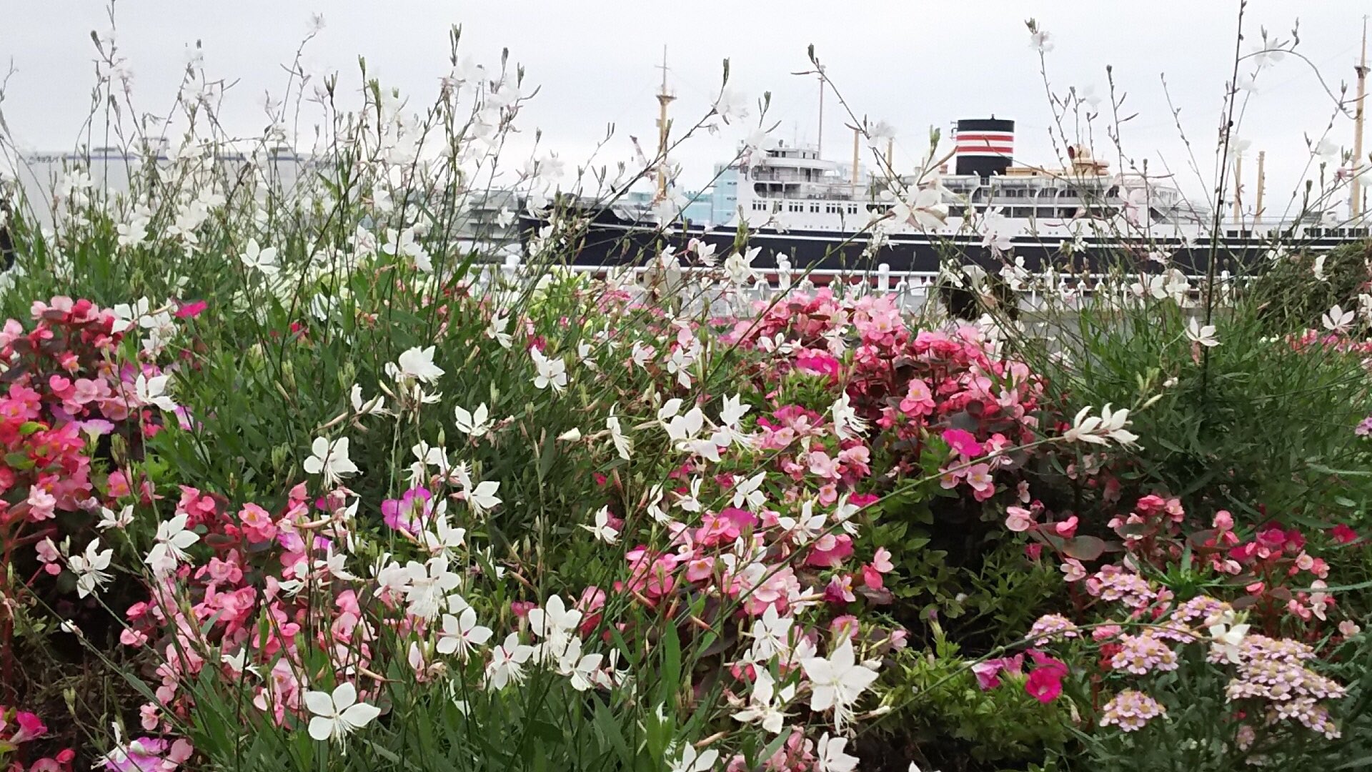ガーデンネックレス横浜公式 山下公園の赤い靴花壇では さわやかな色のブルーサルビアや 風が吹くと蝶が舞っているように見える ガウラ 白蝶草 など 夏の花が見ごろを迎えています 氷川丸をバックに写真を撮ってみませんか ガーデンネックレス横浜