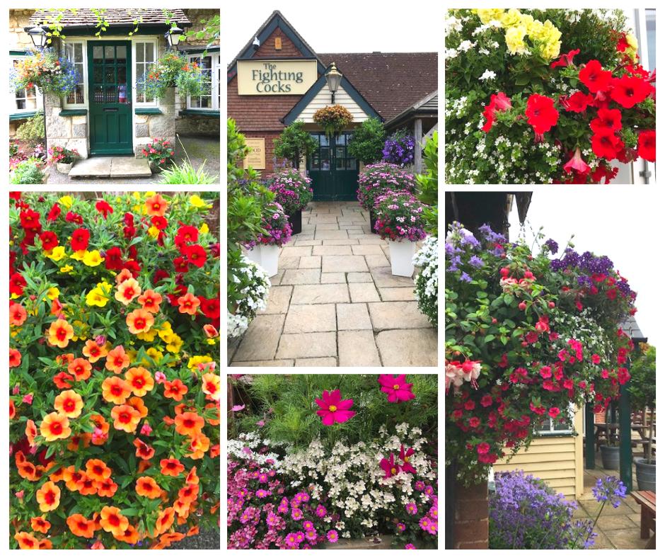 Our garden is blooming and looking so pretty!! 💐💐#pubgarden #isleofwight #wightinbloom #ilovewight #flowers #garden #PureIslandHappiness