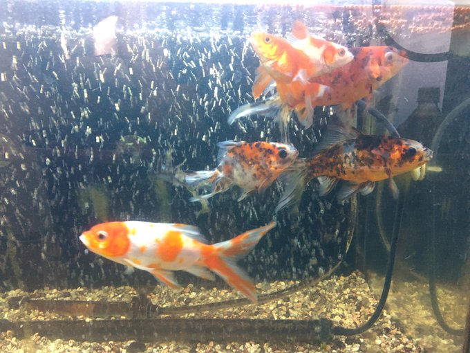 桜コメットのtwitterイラスト検索結果