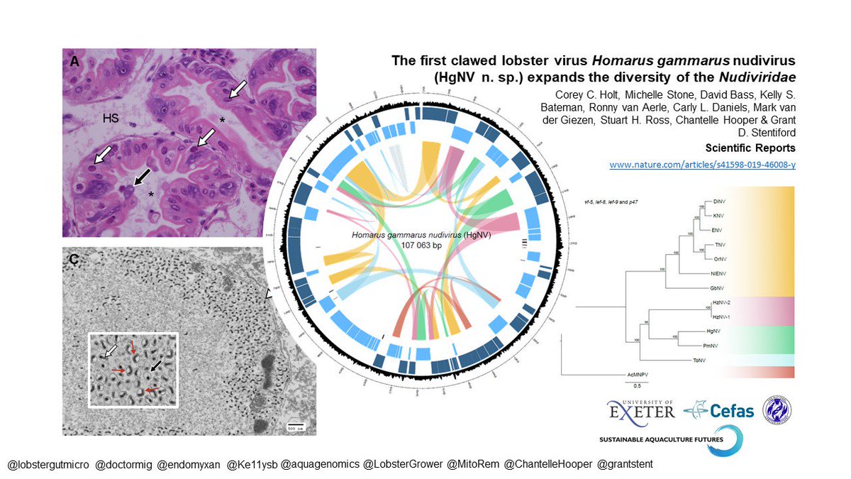 Our new #openaccess paper is out today in <a href="/SciReports/">Scientific Reports</a> ! 

The first clawed lobster virus Homarus gammarus nudivirus (HgNV n. sp.) expands the diversity of the Nudiviridae 

nature.com/articles/s4159…

<a href="/UofE_Research/">Research at Exeter</a> @ExeterMarine <a href="/CefasGovUK/">Cefas</a> <a href="/SAFexeter/">Sustainable Aquaculture Futures</a> <a href="/PadstowLobster/">NationalLobsterHatch</a>