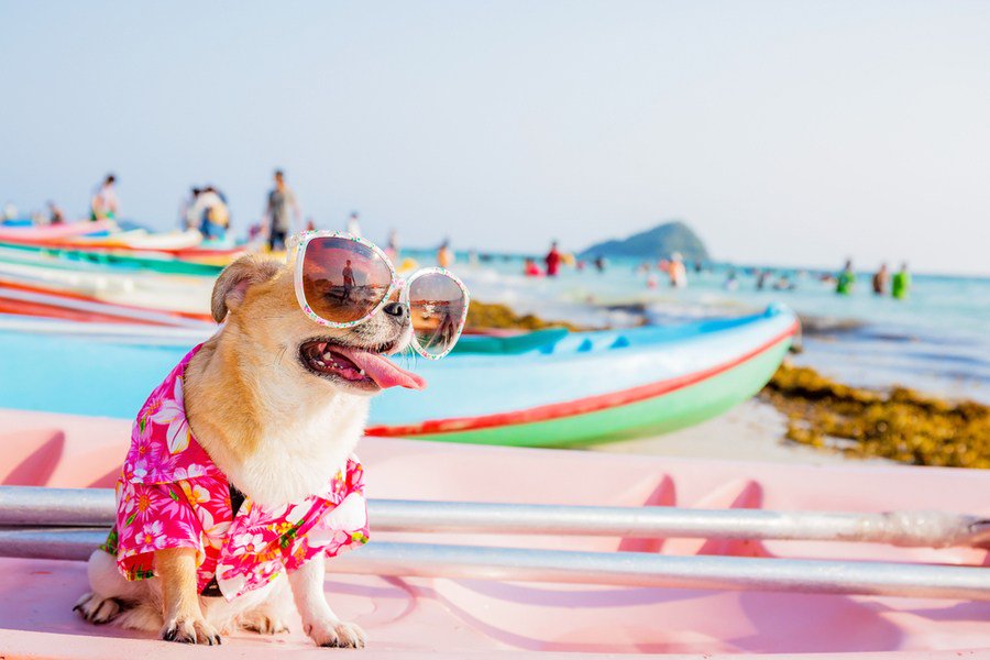 FiFi_IFB's tweet photo. Safe Pet Travel Tips 
View; https://t.co/3GIVOPsma7

#safety #animals #travel #leisure #lifestyle #roadtrips #summer #cute #pictures #blogging #subscribe #retweet #petsoftwitter https://t.co/1BVtHvzpO2