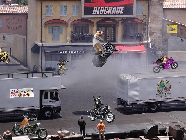 RustyIvey's tweet image. This is how my dawg @RubyDawgOffcial does #FastAndFurious! Maybe it should be #FastAndFurryus!
#DangerDawgz @DangerDawgz #RubyDawg #TheRuffRiderz #Muttercycles