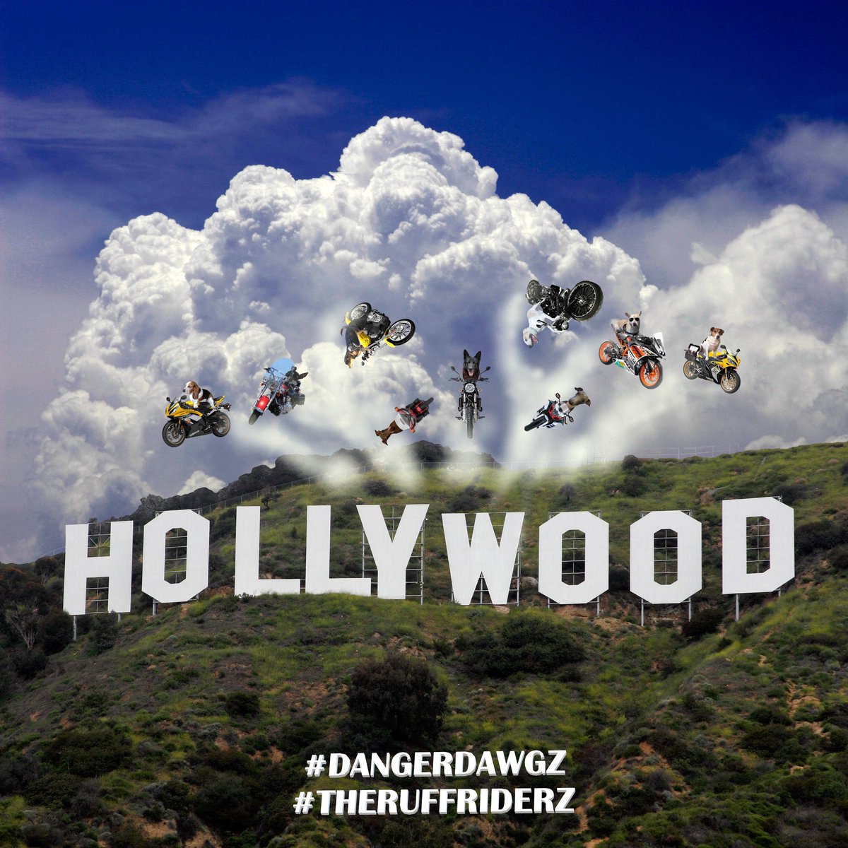 RustyIvey's tweet image. This is how my dawg @RubyDawgOffcial does #FastAndFurious! Maybe it should be #FastAndFurryus!
#DangerDawgz @DangerDawgz #RubyDawg #TheRuffRiderz #Muttercycles