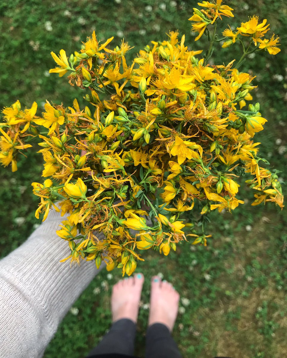 fawnlilybotanic's tweet photo. Happy Friday ya’ll! Here’s a beautiful bouquet of St. John’s Wort flowers to enjoy! 🥰 #plantlove #fridaymood #happyfriday #stjohnswort #wildplants #plantmagic #herbalism #wildcrafted https://t.co/PVRB3LglVd