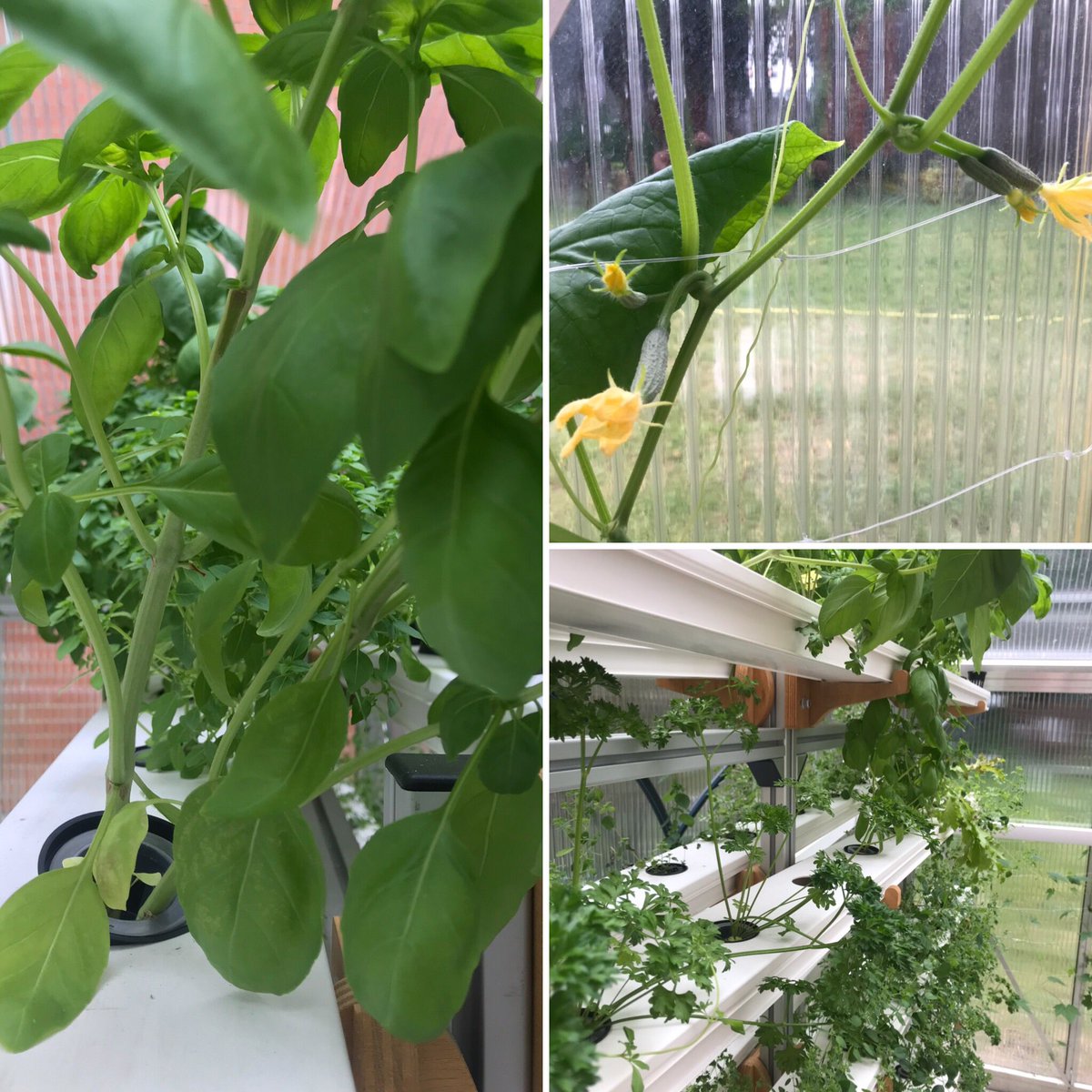 SDG_PH's tweet photo. Unser NFT (Nutrient Film Technology) System und Gurken 🥒 sind voll am gedeihen und blühen 🌻 #Hydroponics #UrbanFarming #Braunschweig #Protohaus Manchmal stebitzen wir uns ein zwei zum Mittagessen 🤫 #EatFresh #Salad #CleanEating #NFT #DWC https://t.co/fziBZVjlpm