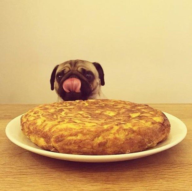 roverdotcom_es's tweet photo. Los primeros en apuntarse 😍
📸 de @pug.lovesr
.
.
#tortillalovers #carlino #carlinopug #carlinomania #mejoresamigos #perrospequeños #pug #puglove #puglovers #dogslife https://t.co/Goxb6GSyYM https://t.co/ZezncYJMiz
